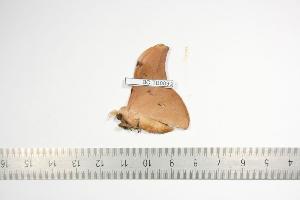  ( - BC-TB0890)  @13 [ ] Copyright (2010) Thierry Bouyer Research Collection of Thierry Bouyer