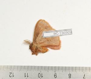  (Decachorda aspersa - BC-TB0909)  @13 [ ] Copyright (2010) Thierry Bouyer Research Collection of Thierry Bouyer