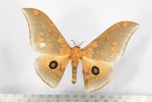  ( - BC-TB1383)  @14 [ ] Copyright (2010) Thierry Bouyer Research Collection of Thierry Bouyer