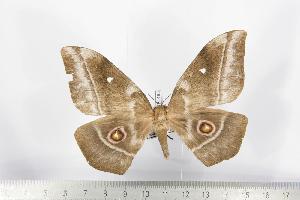  ( - BC-TB1495)  @13 [ ] Copyright (2010) Thierry Bouyer Research Collection of Thierry Bouyer
