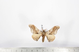  ( - BC-TB1723)  @12 [ ] Copyright (2010) Thierry Bouyer Research Collection of Thierry Bouyer