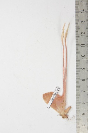  ( - BC-TB1861)  @12 [ ] Copyright (2010) Thierry Bouyer Research Collection of Thierry Bouyer