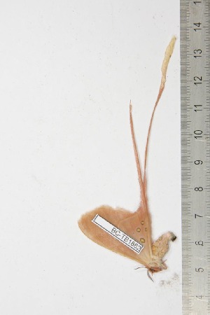  ( - BC-TB1862)  @12 [ ] Copyright (2010) Thierry Bouyer Research Collection of Thierry Bouyer