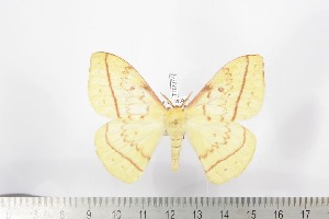  ( - BC-TB2074)  @12 [ ] Copyright (2010) Thierry Bouyer Research Collection of Thierry Bouyer