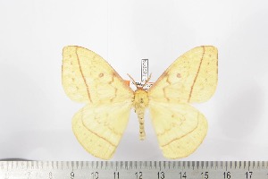  ( - BC-TB2079)  @12 [ ] Copyright (2010) Thierry Bouyer Research Collection of Thierry Bouyer