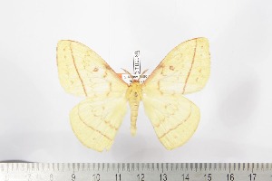  ( - BC-TB2080)  @14 [ ] Copyright (2010) Thierry Bouyer Research Collection of Thierry Bouyer