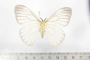  ( - BC-TB2189)  @11 [ ] Copyright (2010) Thierry Bouyer Research Collection of Thierry Bouyer