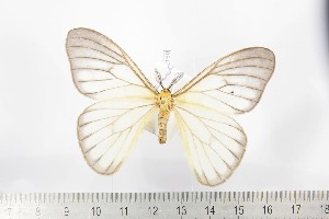  ( - BC-TB2190)  @11 [ ] Copyright (2010) Thierry Bouyer Research Collection of Thierry Bouyer