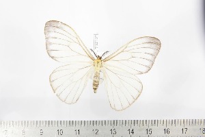  ( - BC-TB2191)  @11 [ ] Copyright (2010) Thierry Bouyer Research Collection of Thierry Bouyer