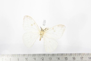  ( - BC-TB2226)  @11 [ ] Copyright (2010) Thierry Bouyer Research Collection of Thierry Bouyer
