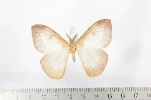  ( - BC-TB2229)  @11 [ ] Copyright (2010) Thierry Bouyer Research Collection of Thierry Bouyer