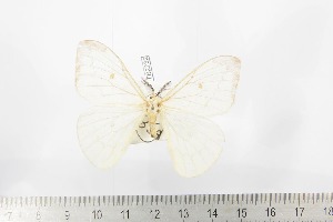  ( - BC-TB2232)  @11 [ ] Copyright (2010) Thierry Bouyer Research Collection of Thierry Bouyer
