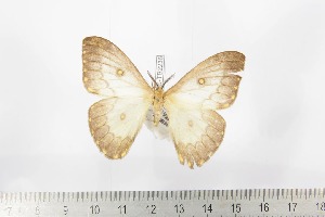  ( - BC-TB2236)  @11 [ ] Copyright (2010) Thierry Bouyer Research Collection of Thierry Bouyer