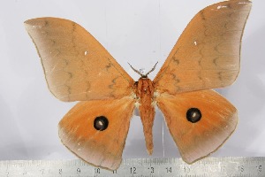  ( - BC-TB2397)  @13 [ ] Copyright (2010) Thierry Bouyer Research Collection of Thierry Bouyer