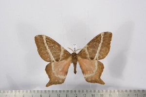  ( - BC-TB2501)  @12 [ ] Copyright (2010) Thierry Bouyer Research Collection of Thierry Bouyer