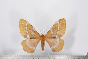  ( - BC-TB2796)  @12 [ ] Copyright (2010) Thierry Bouyer Research Collection of Thierry Bouyer