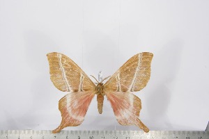 ( - BC-TB2798)  @13 [ ] Copyright (2010) Thierry Bouyer Research Collection of Thierry Bouyer