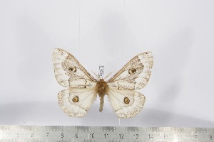  ( - BC-TB2810)  @12 [ ] Copyright (2010) Thierry Bouyer Research Collection of Thierry Bouyer