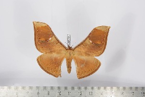  ( - BC-TB2840)  @13 [ ] Copyright (2010) Thierry Bouyer Research Collection of Thierry Bouyer