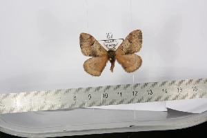  ( - BC-TB2875)  @12 [ ] Copyright (2010) Thierry Bouyer Research Collection of Thierry Bouyer