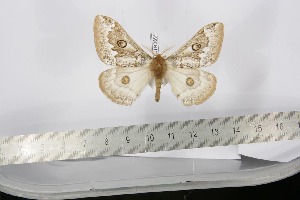  ( - BC-TB2899)  @12 [ ] Copyright (2010) Thierry Bouyer Research Collection of Thierry Bouyer