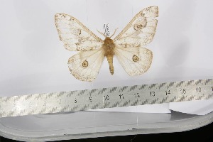  ( - BC-TB2900)  @12 [ ] Copyright (2010) Thierry Bouyer Research Collection of Thierry Bouyer