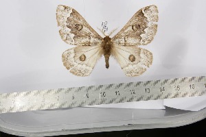  ( - BC-TB2901)  @13 [ ] Copyright (2010) Thierry Bouyer Research Collection of Thierry Bouyer