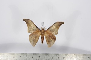  ( - BC-TB3075)  @14 [ ] Copyright (2010) Thierry Bouyer Research Collection of Thierry Bouyer