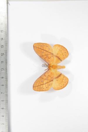  ( - BC-TB3350)  @13 [ ] Copyright (2010) Thierry Bouyer Research Collection of Thierry Bouyer