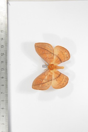  ( - BC-TB3355)  @13 [ ] Copyright (2010) Thierry Bouyer Research Collection of Thierry Bouyer