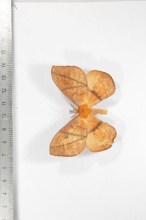  ( - BC-TB3356)  @13 [ ] Copyright (2010) Thierry Bouyer Research Collection of Thierry Bouyer