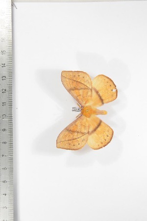  ( - BC-TB3357)  @13 [ ] Copyright (2010) Thierry Bouyer Research Collection of Thierry Bouyer