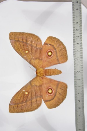 ( - BC-TB3492)  @13 [ ] Copyright (2010) Thierry Bouyer Research Collection of Thierry Bouyer