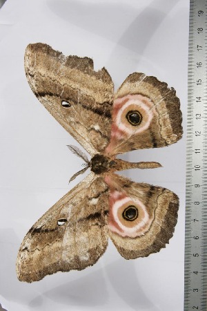  ( - BC-TB3822)  @12 [ ] Copyright (2010) Thierry Bouyer Research Collection of Thierry Bouyer