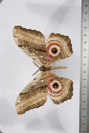  ( - BC-TB3828)  @12 [ ] Copyright (2010) Thierry Bouyer Research Collection of Thierry Bouyer