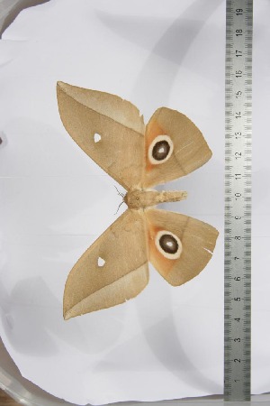  ( - BC-TB3927)  @13 [ ] Copyright (2010) Thierry Bouyer Research Collection of Thierry Bouyer