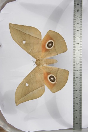  ( - BC-TB3947)  @13 [ ] Copyright (2010) Thierry Bouyer Research Collection of Thierry Bouyer