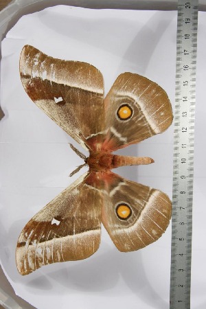  ( - BC-TB3954)  @13 [ ] Copyright (2010) Thierry Bouyer Research Collection of Thierry Bouyer