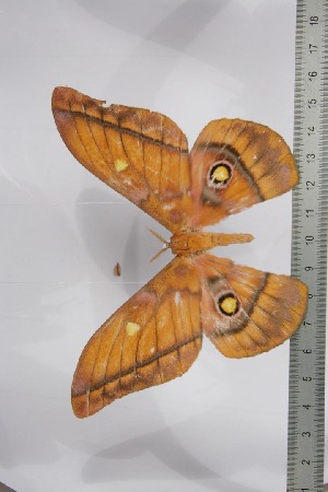 ( - BC-TB4521)  @13 [ ] Copyright (2010) Thierry Bouyer Research Collection of Thierry Bouyer