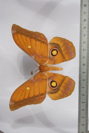  ( - BC-TB4522)  @13 [ ] Copyright (2010) Thierry Bouyer Research Collection of Thierry Bouyer