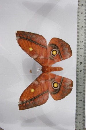  ( - BC-TB4525)  @13 [ ] Copyright (2010) Thierry Bouyer Research Collection of Thierry Bouyer