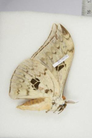  ( - BC-TB4709)  @12 [ ] Copyright (2010) Thierry Bouyer Research Collection of Thierry Bouyer