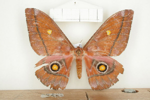  ( - BC-TB7960)  @13 [ ] Copyright (2010) Thierry Bouyer Research Collection of Phillipe Leonard