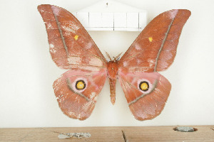  ( - BC-TB7962)  @13 [ ] Copyright (2010) Thierry Bouyer Research Collection of Phillipe Leonard