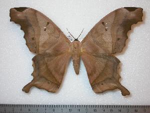  ( - BC-Dec0102)  @14 [ ] Copyright (2010) Thibaud Decaens Research Collection of Thibaud Decaens