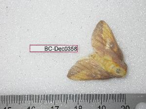  ( - BC-Dec0358)  @13 [ ] Copyright (2010) Thibaud Decaens Research Collection of Thibaud Decaens