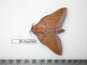  ( - BC-Dec0363)  @13 [ ] Copyright (2010) Thibaud Decaens Research Collection of Thibaud Decaens