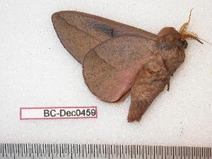  ( - BC-Dec0459)  @13 [ ] Copyright (2010) Thibaud Decaens Research Collection of Thibaud Decaens