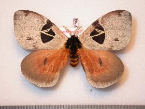  (Dirphia tarquinia - BC-Dec0733)  @14 [ ] Copyright (2010) Thibaud Decaens Research Collection of Thibaud Decaens