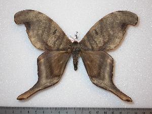  ( - BC-Dec0076)  @14 [ ] Copyright (2010) Thibaud Decaens Research Collection of Thibaud Decaens